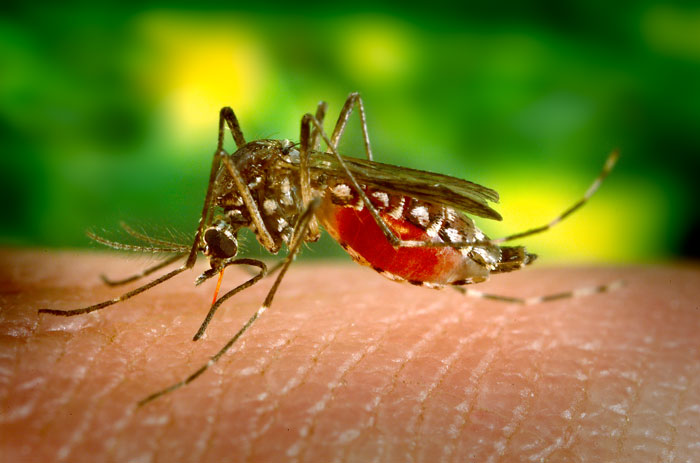 The yellow fever mosquito (Aedes aegypti)